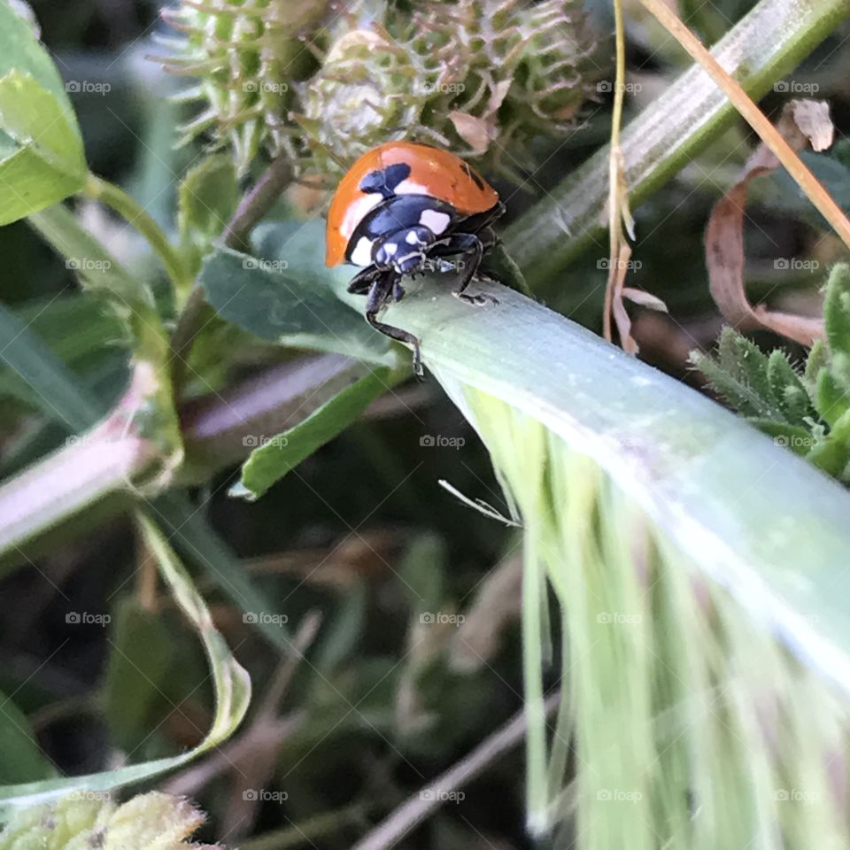 Ladybug close up