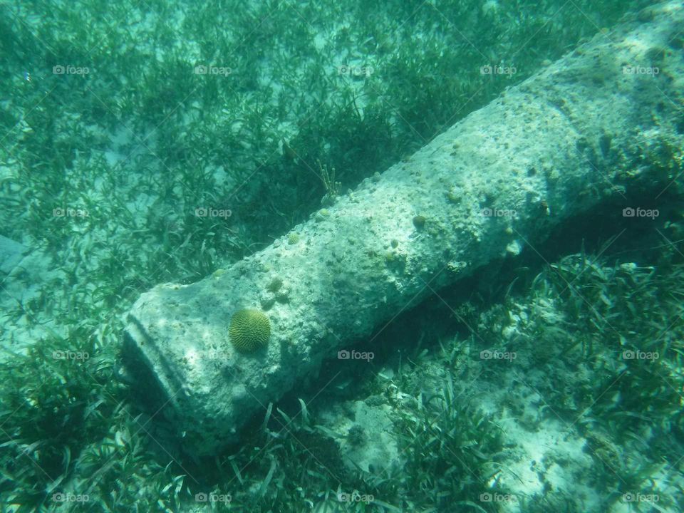 canon in the reef