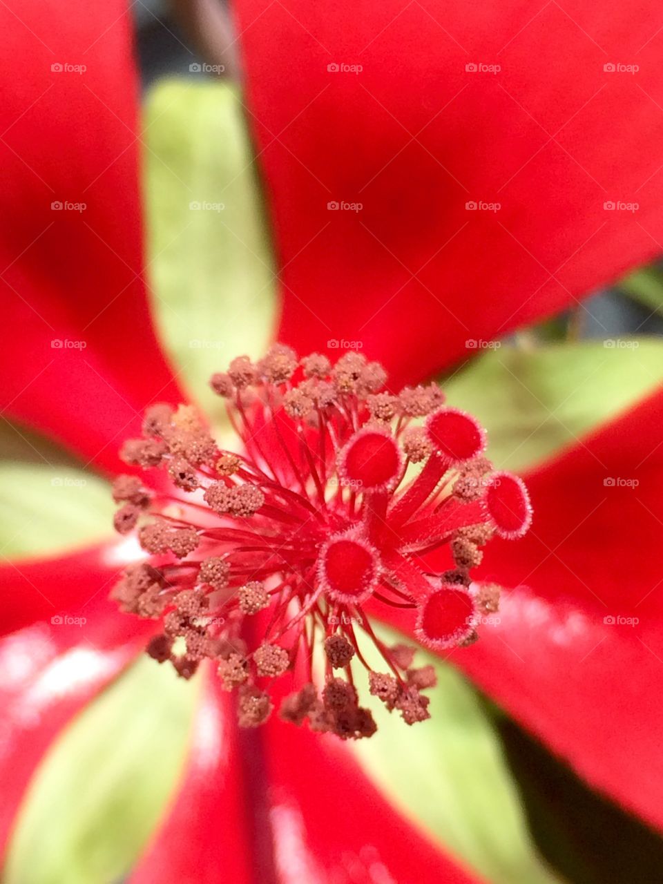 Red hibiscus 