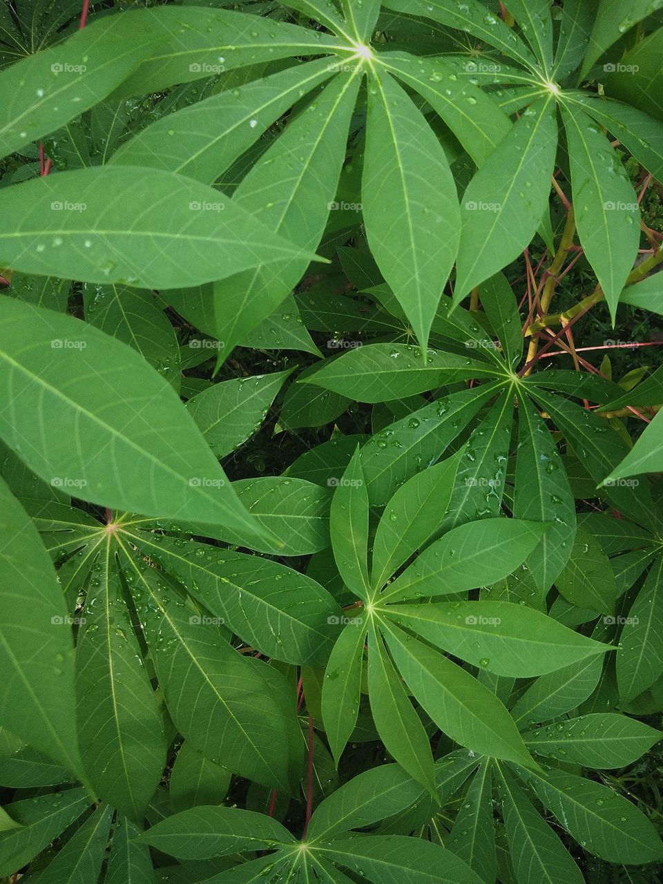 this is a capture of a tree leaves. There are green coloured tree leaves in the foreground and the background is with dark colour spaces.