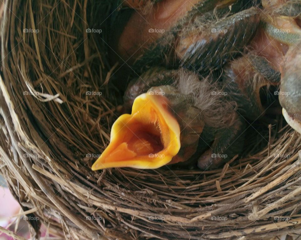 Robin feeding time