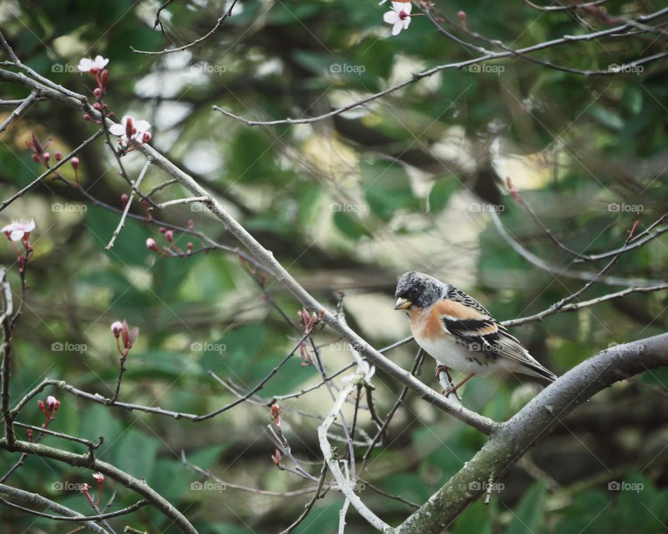 Brambling perching between blossoms