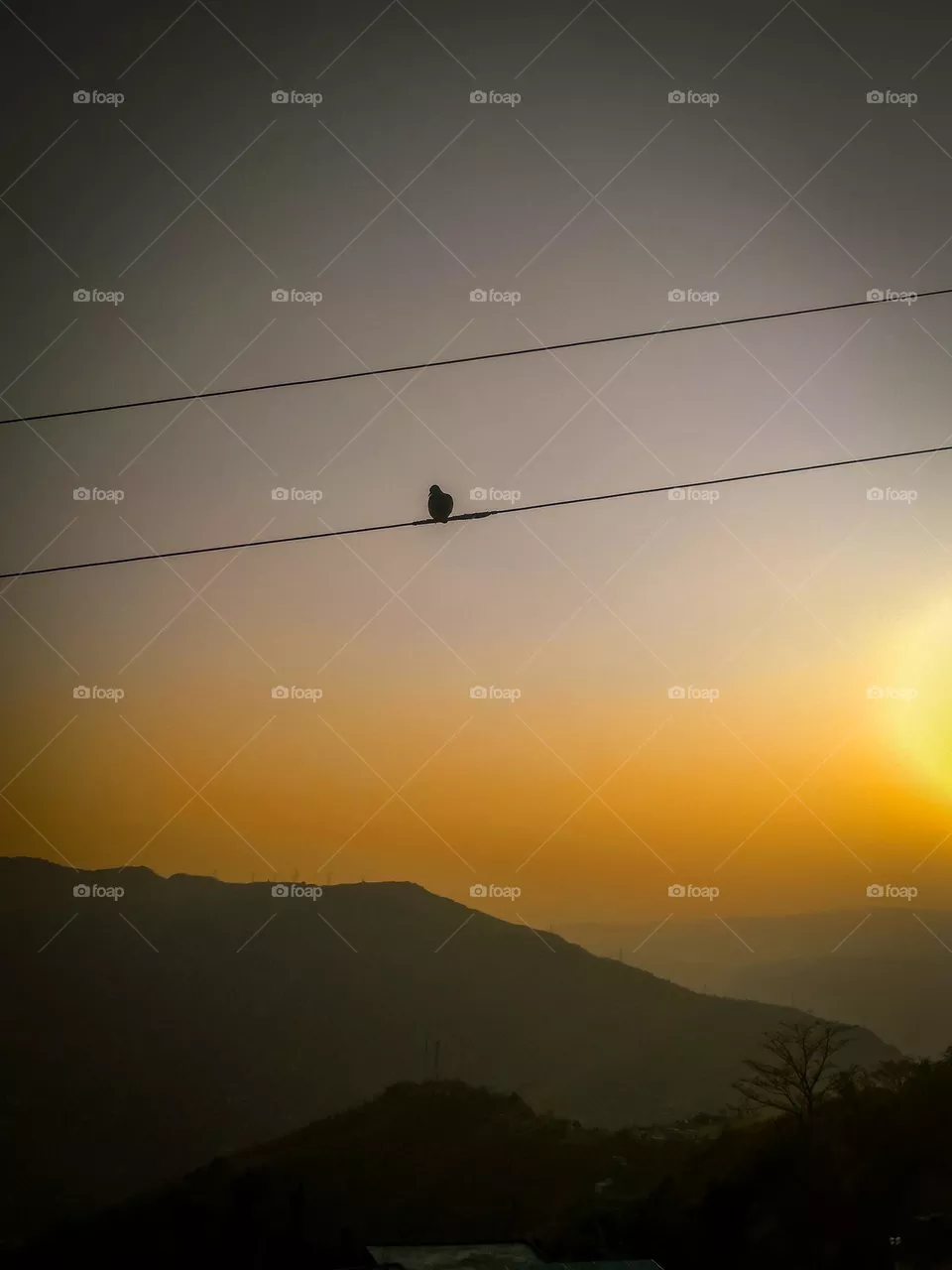 beautiful bird