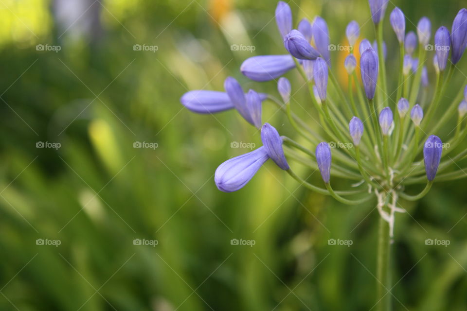 Closeup of purple bulbs preparing to bloom.  (Also referred to as Agapanthus)