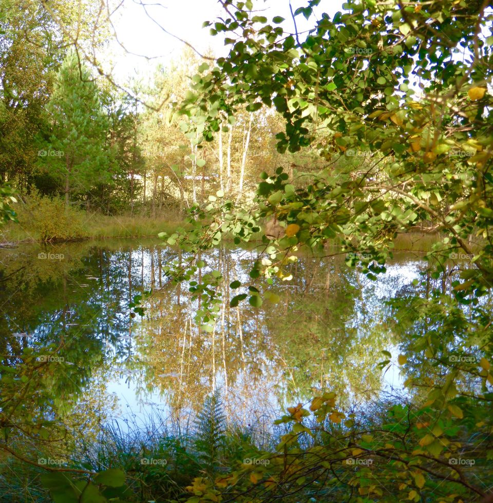 Trees reflection in a little lake