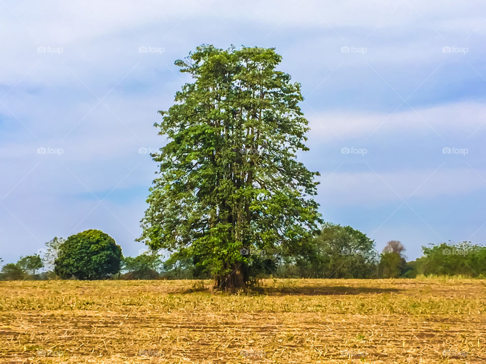 The tree in countryside 