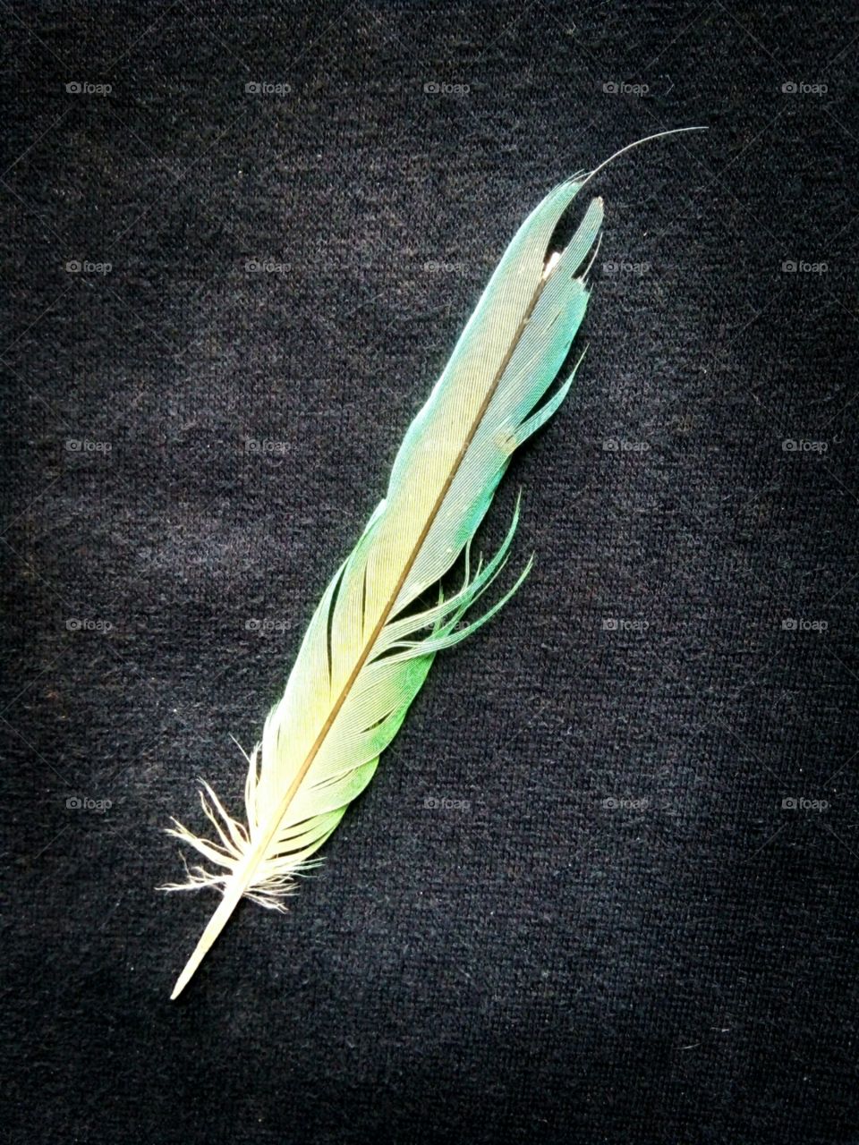 art of photography,Parrot feather photo,Beautiful photo of feather,An artistic picture of a parrot feather,Wing of an Indian species of parrot,Colorful photo for you,Photo of a feather to cherish,A memorable photo of a parrot feather