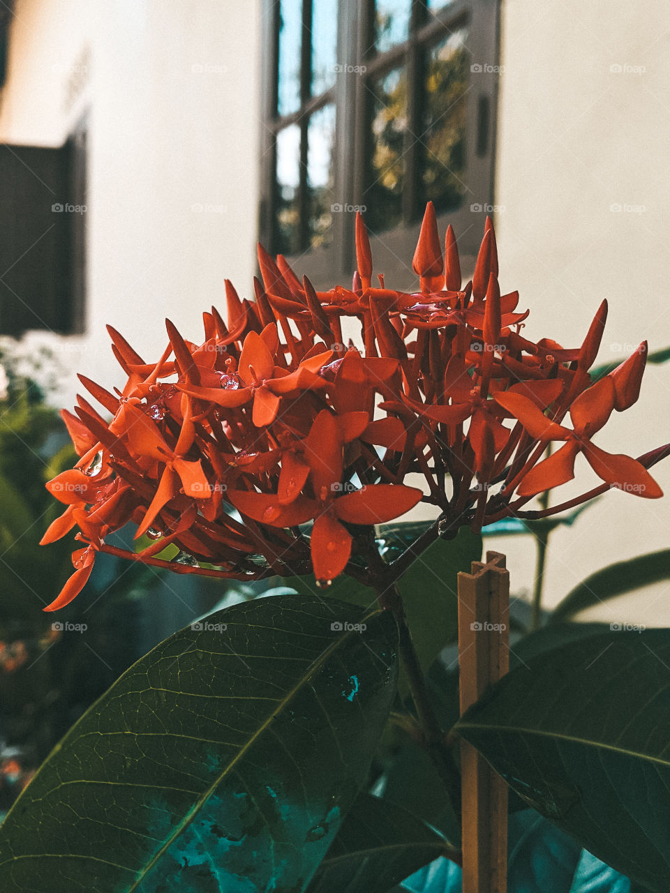 Red flowers that adorn the garden of the house