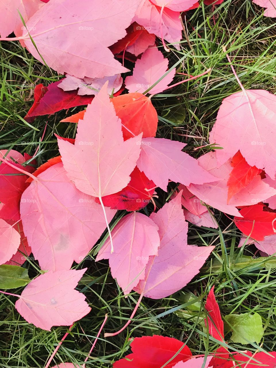 Red leaves closeup