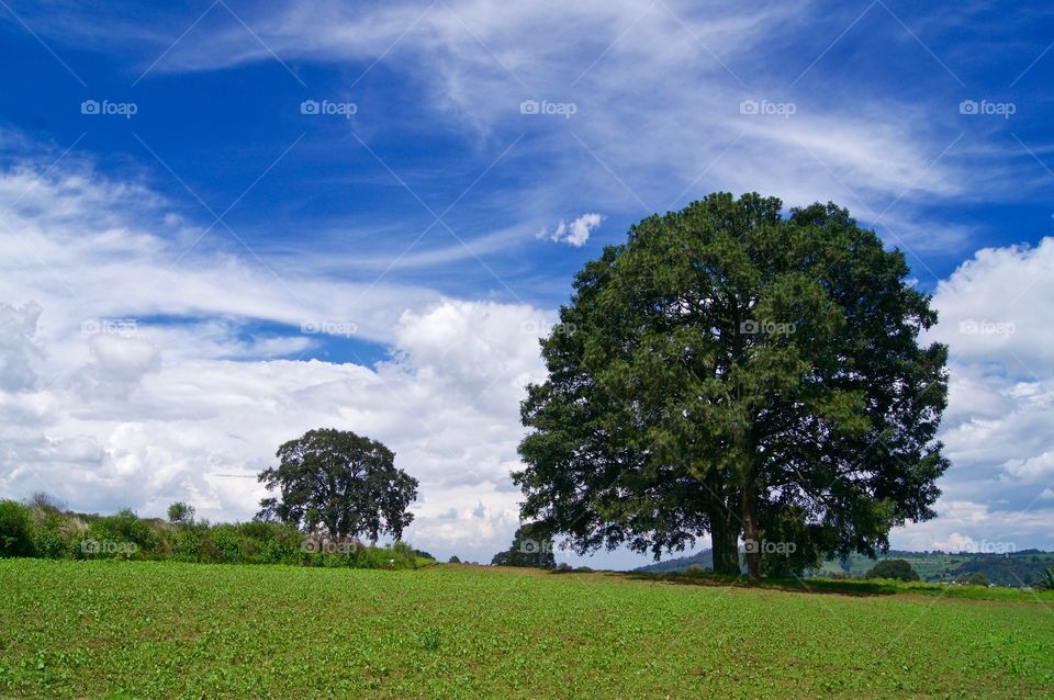 Scenic view of green landscape