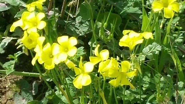 flowers
