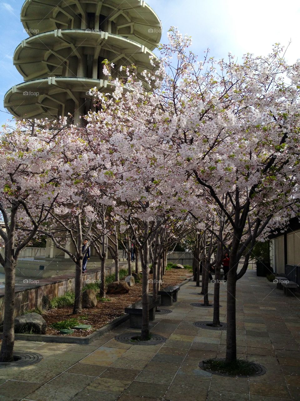 Cherry Blossom in Japantown 
