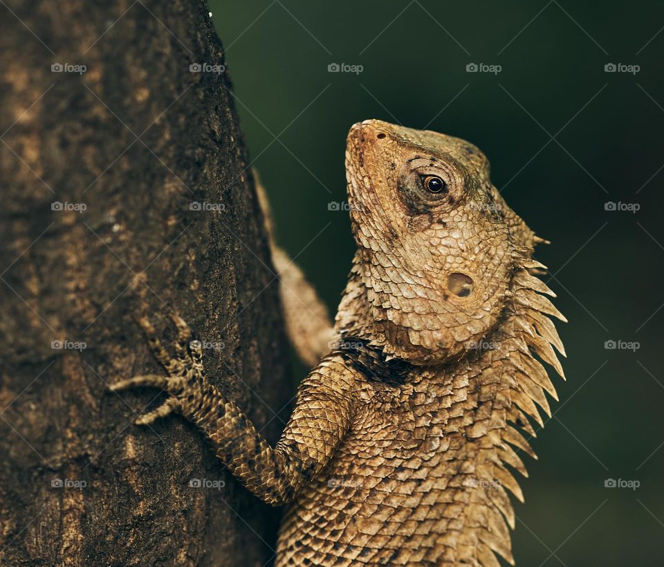 Animal photography - Oriental lizard - Eye focused shot 