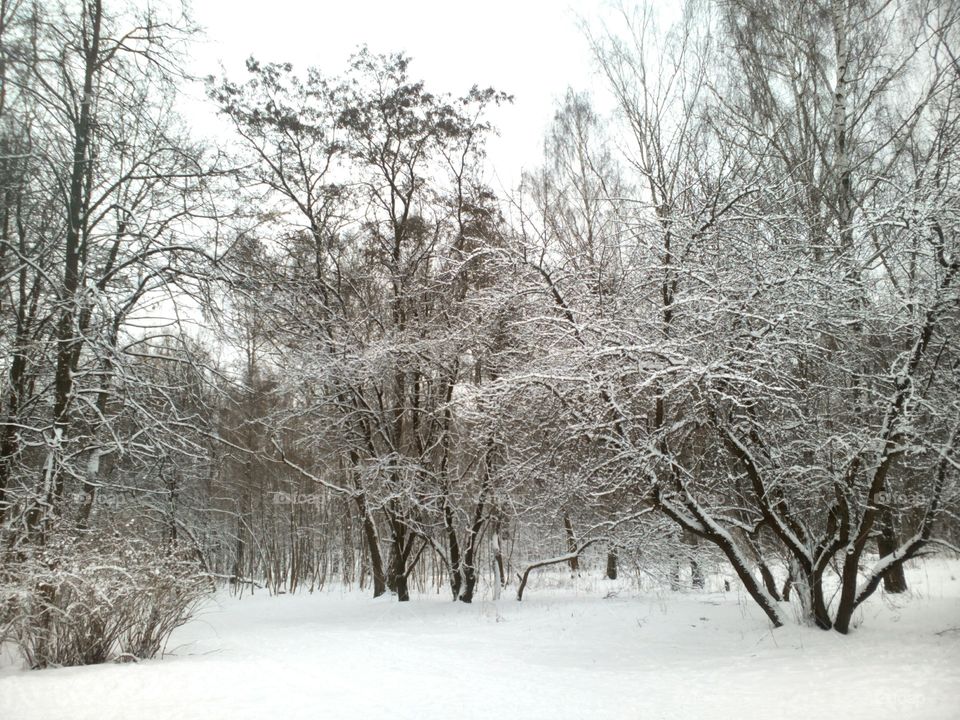 Winter, Snow, Frost, Cold, Tree