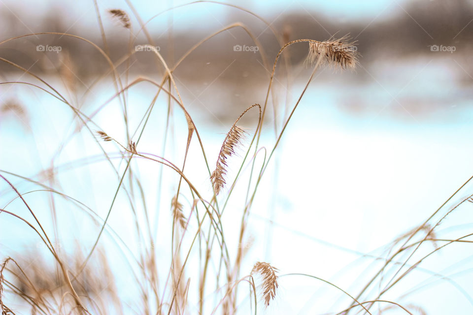 when winter comes, all the plants lose their colors