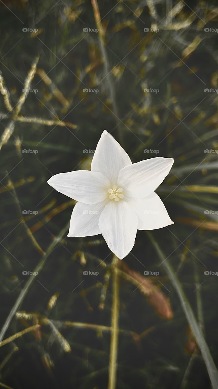 Jeannie’s pictures for sale 