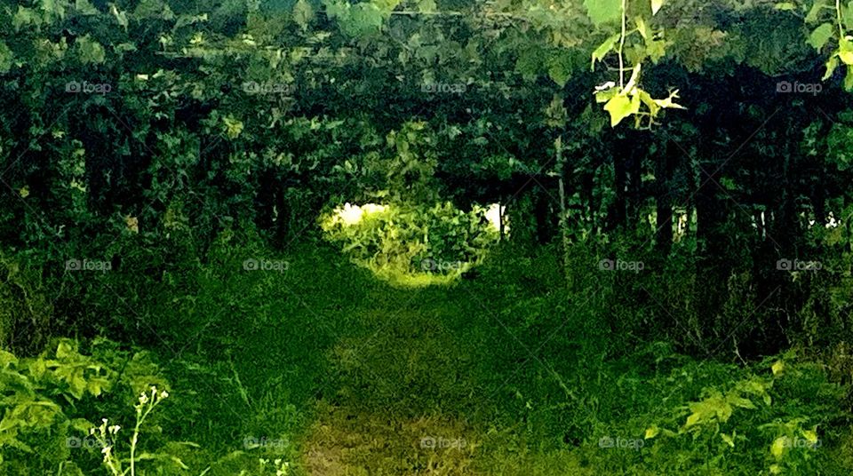 Um túnel de uvas, formado pelas parreiras!

Esse clique foi no Bom Jardim, em Jundiaí.

