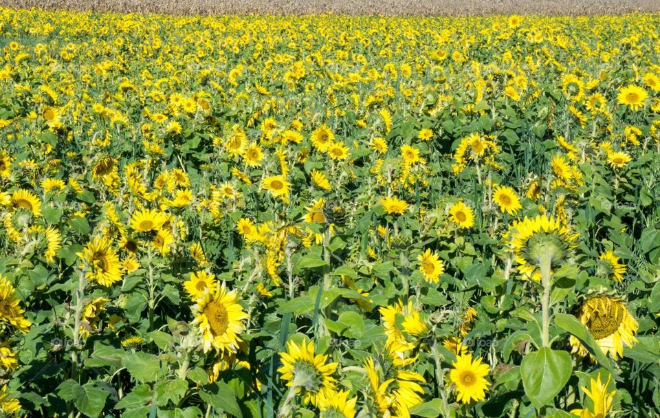 Sunflower field