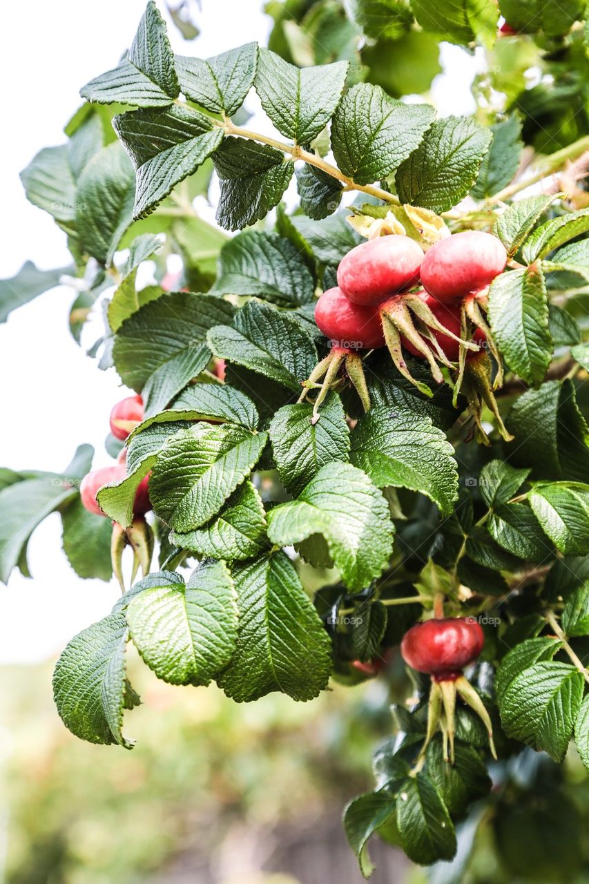 Close-up of rosehip