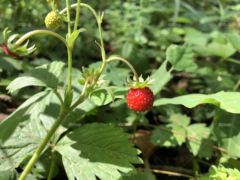 Wild strawberry 