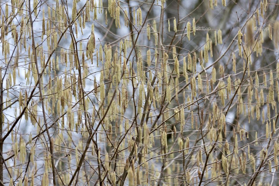 Tree branches with catkins is an early sign of spring 