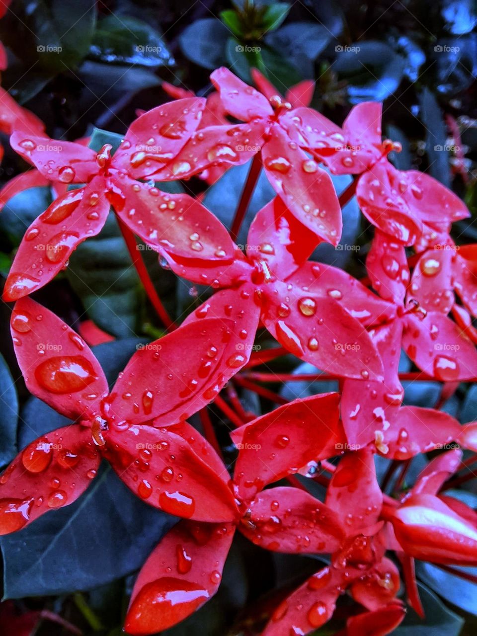 droplet. liquid. flower. Red flower