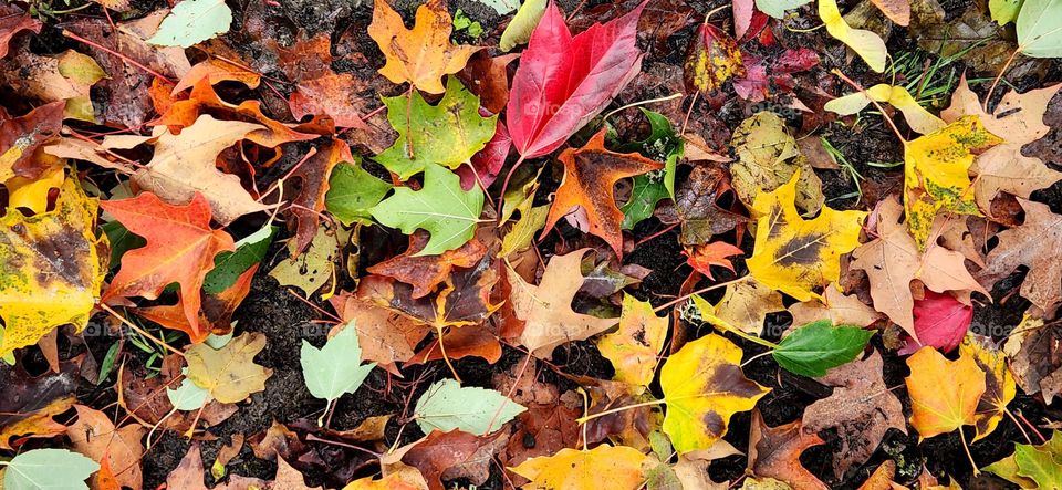 carpet of bright bold red orange yellow green brown leaves fallen from trees at the beginning of Autumn in Oregon