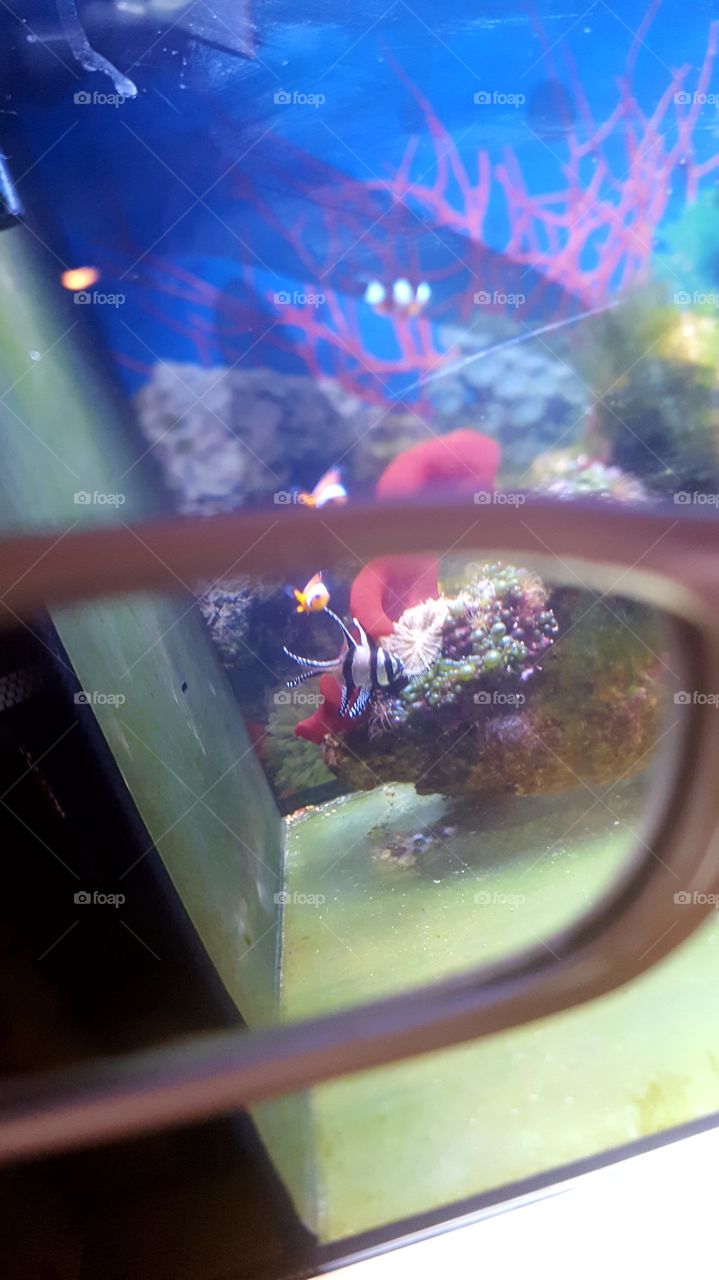 fish through my glasses