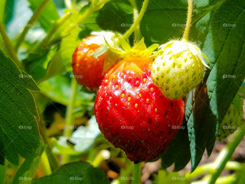 Shades of hanging garden strawberries