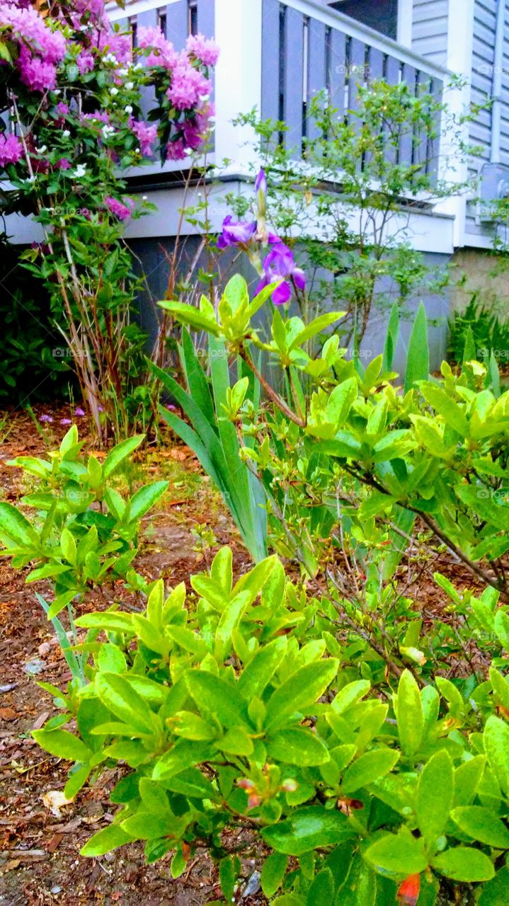 spring. flowers. beauty. greenery