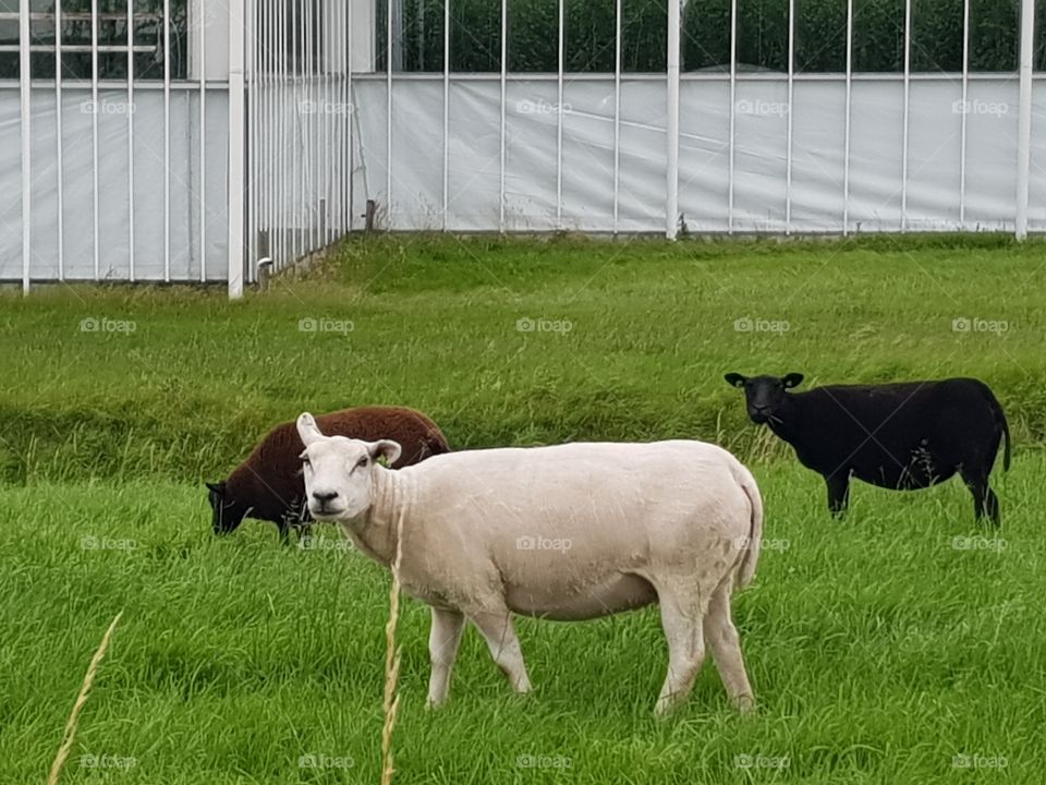 Sheep in the pasture, little grazing and looking around.