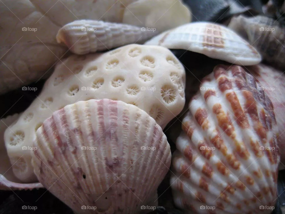 shell