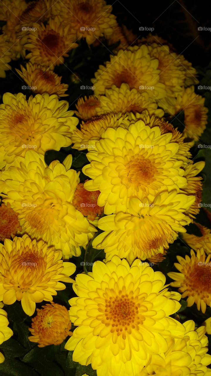 Flower, Nature, Floral, Flora, Color