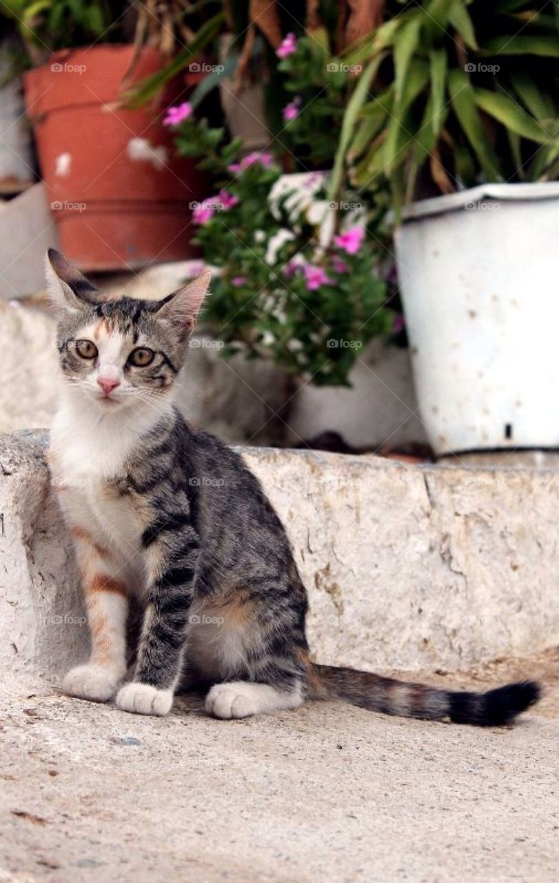 Lindos cat