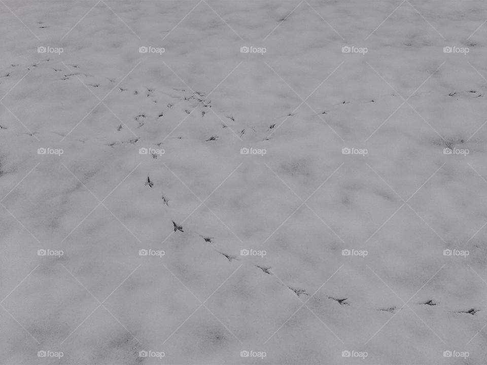 the footprints of the pheasant