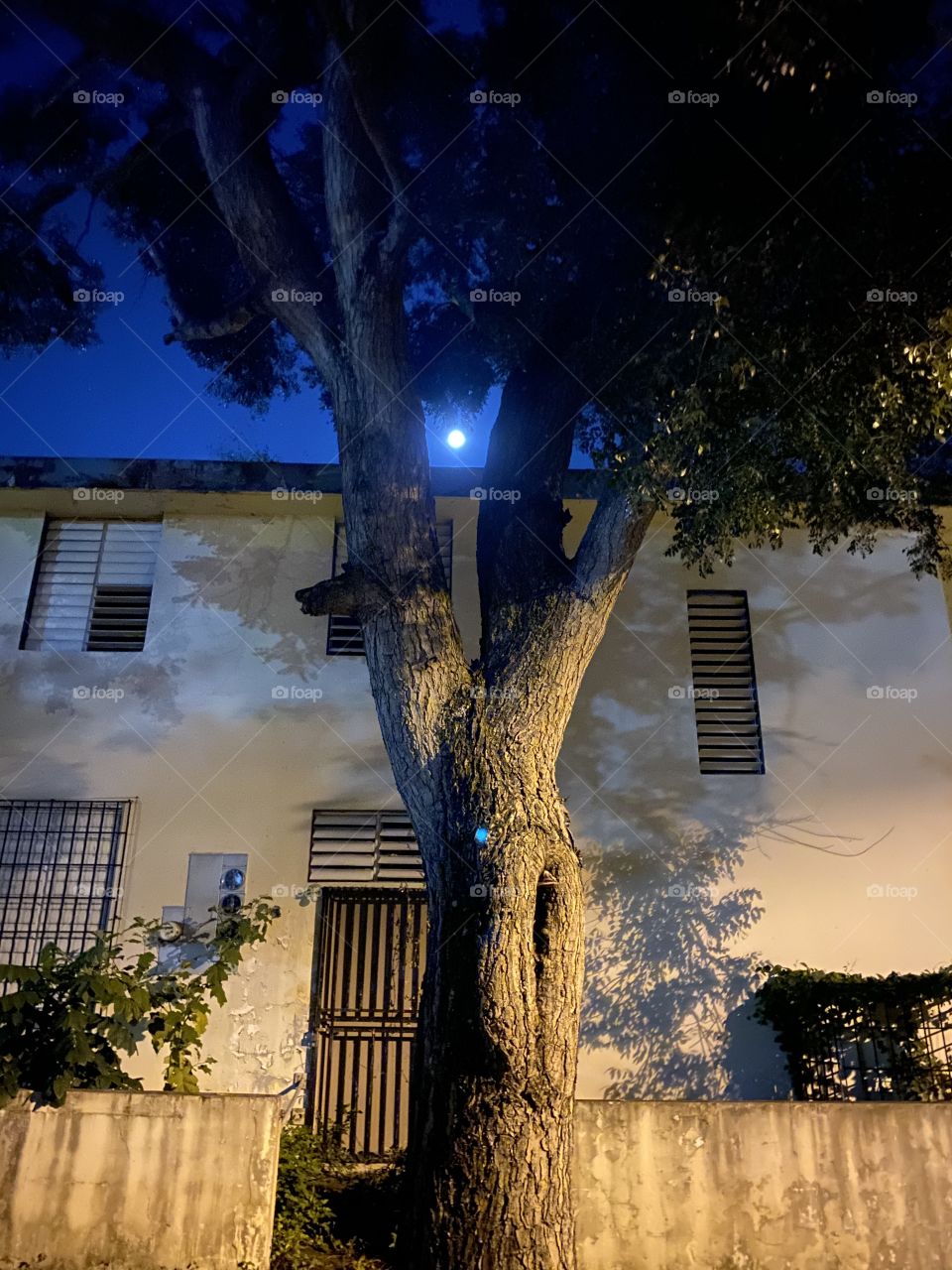 The moon between the tree in a beautiful night. 