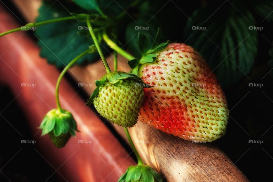 Strawberries 