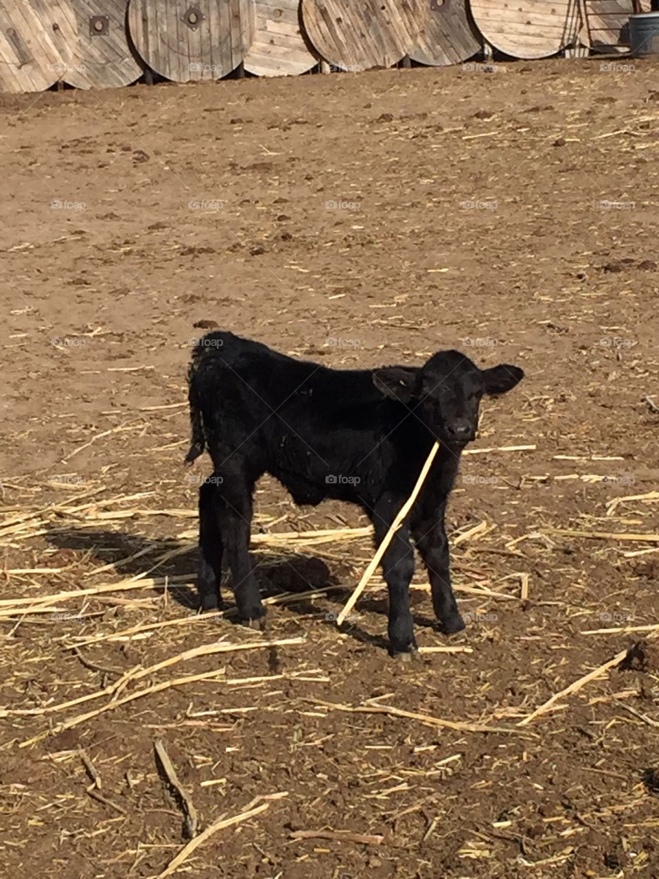 Baby calf eating hay