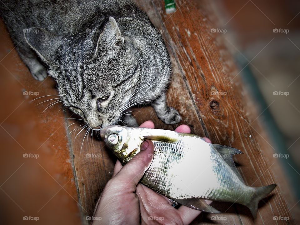 Gray cat smells a fish 