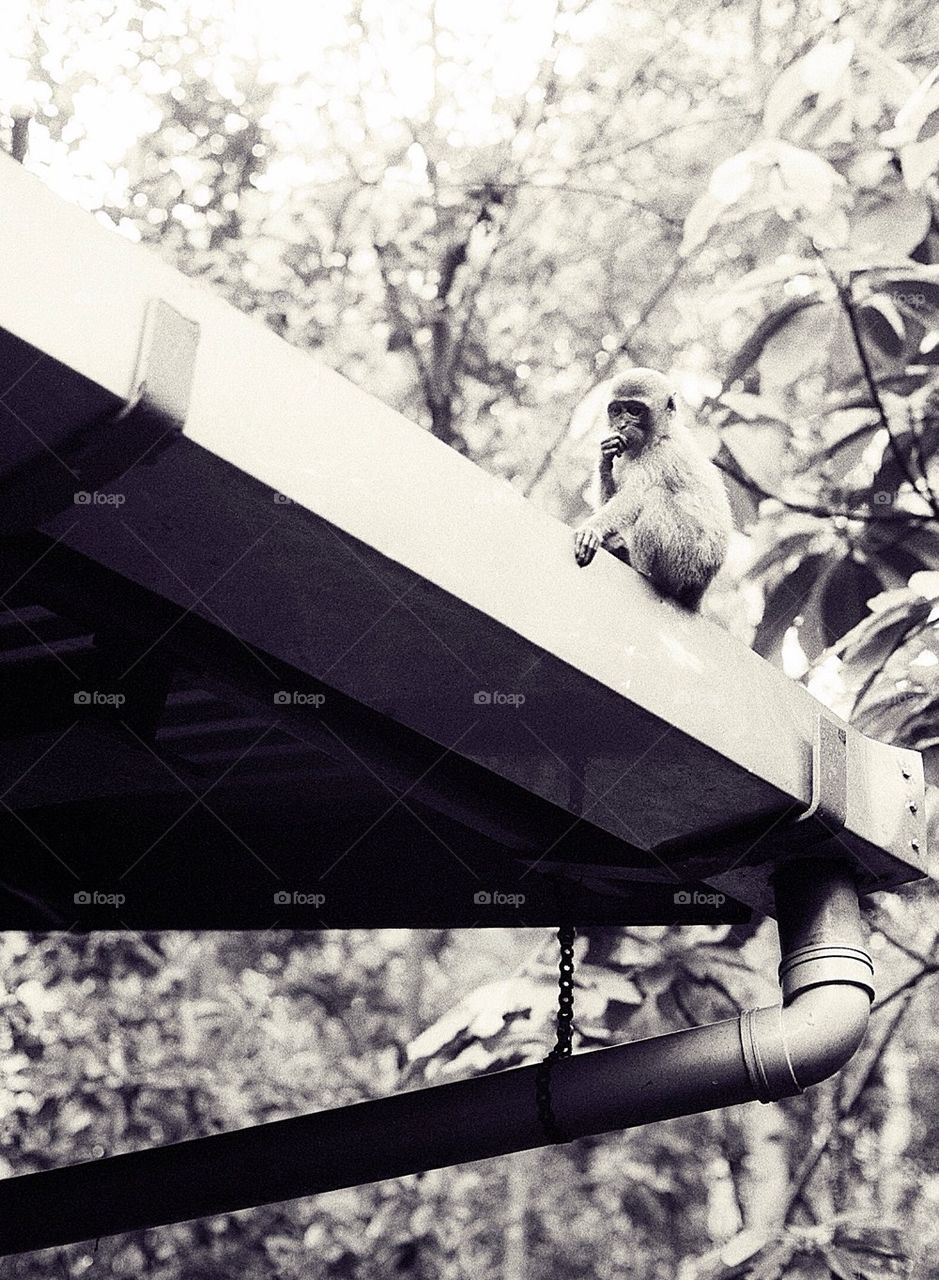 Monkey on a roof