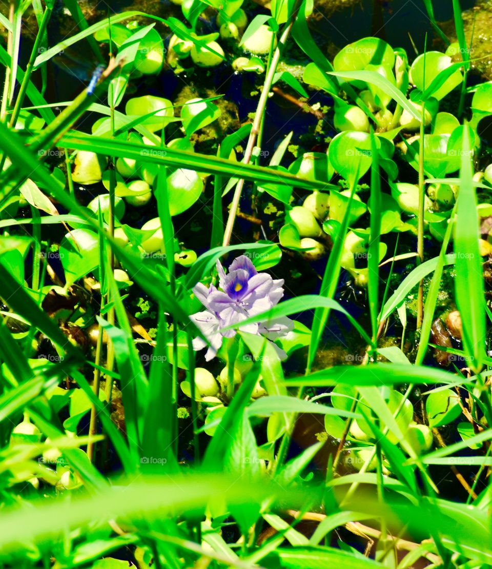 Blue violet and yellow flower