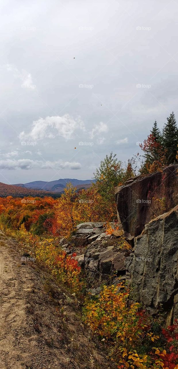 “Forest”. Voila!