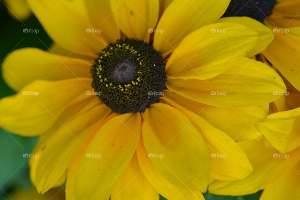 Rudbeckia Flower