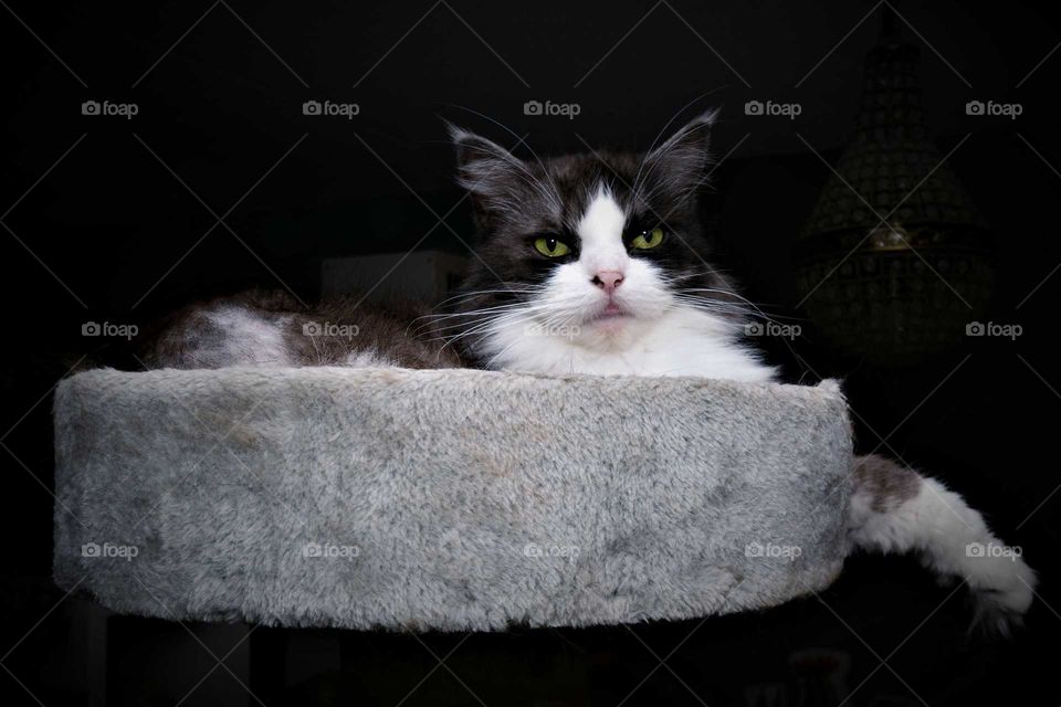 cute and beautiful green eyed Ragdoll x Persian cat in his basket low key portrait