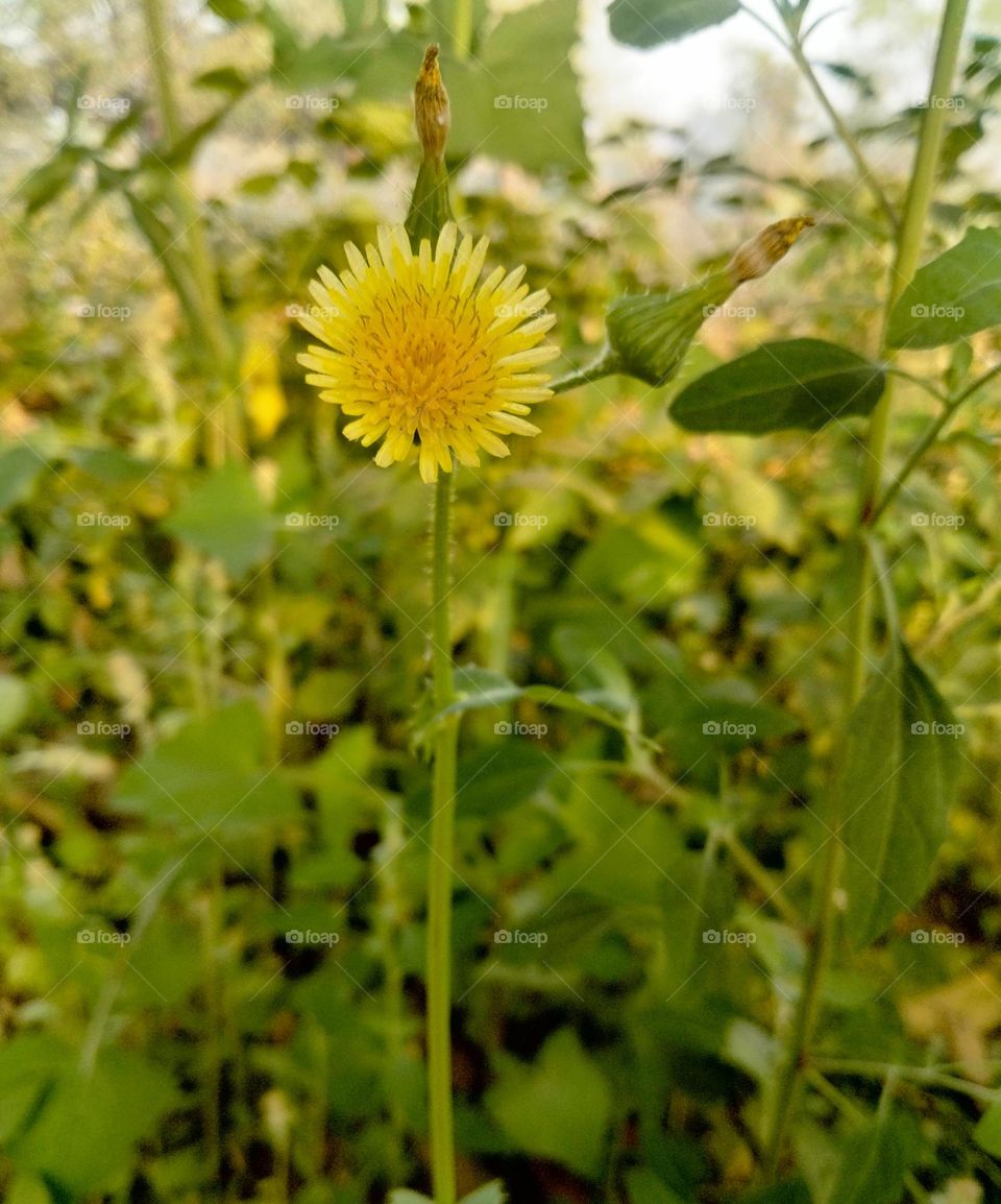 A alone flower 🌼
perityle Emoryi 💞💐🦋