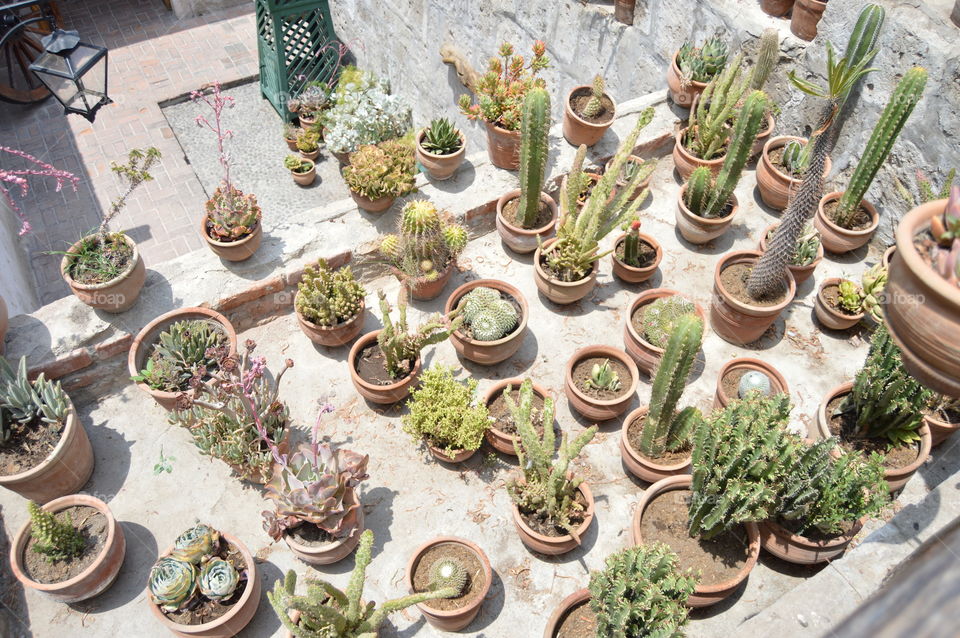 cactus. a bunch of cactus in peru