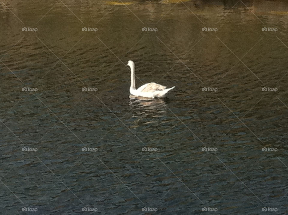 portsmouth lake swan bird by akyriaa
