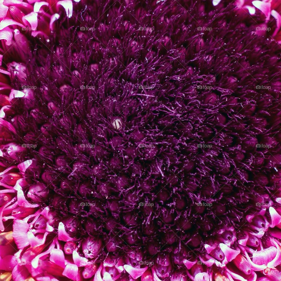 Closeup of a purple flower