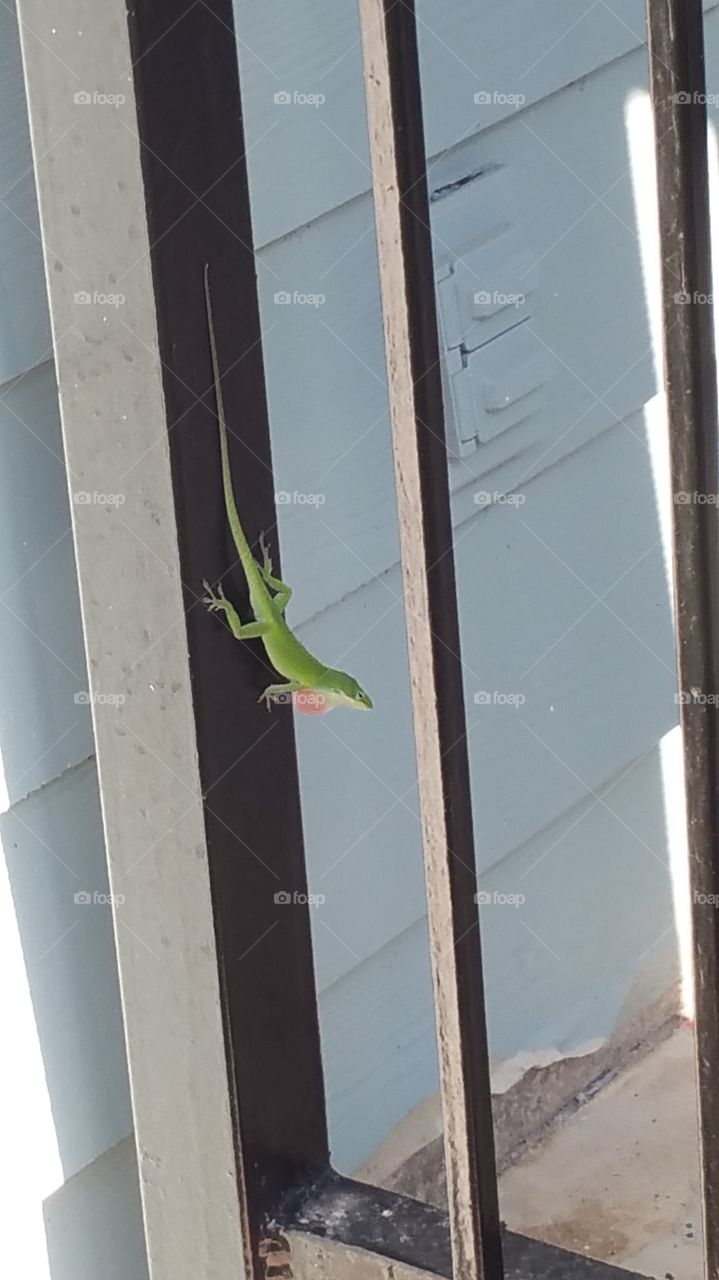 Gecko (throat)