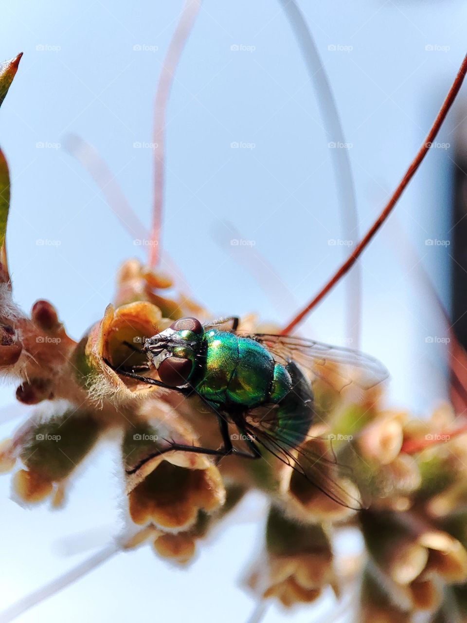 Bottle fly, feeding upon nectar